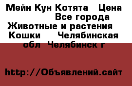 Мейн Кун Котята › Цена ­ 15 000 - Все города Животные и растения » Кошки   . Челябинская обл.,Челябинск г.